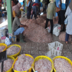 Panen Udang Rebon Usai Sedekah Laut, Nelayan Cilacap Raup Jutaan Rupiah Setiap Hari