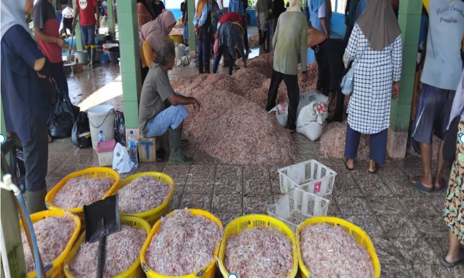 Panen Udang Rebon Usai Sedekah Laut, Nelayan Cilacap Raup Jutaan Rupiah Setiap Hari
